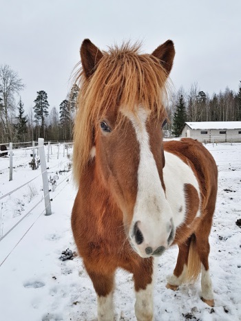Vidar