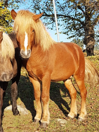 Glámur